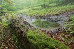 Ležící kmen bránící svahovému transportu půdy a odtoku vody tvoří kmenovou hráz v boubínské rezervaci. Foto P. Šamonil