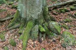Věnec kamenů vznikající po obvodu stromu označovaný jako Baumstein. Chráněná krajinná oblast Šumava. Foto P. Šamonil