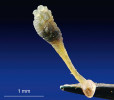 Brylka (polinarium) druhu je složena z hrudek pylových zrn jednoho prašného pouzdra a stopečky (caudicula), na jejímž konci je lepivý terčík (viscidium), kterým se brylka přichytí na tělo hmyzu. Foto D. Průša
