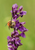 Solitérní včela stepnice načernalá (Eucera nigrescens) s mnoha brylkami přilepenými na čelním štítku a pysku. Foto D. Průša