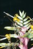 Druh A. geniculata se liší od A. imperialis, s níž někdy sdílí bydliště, takto žlutými korunními lístky. Foto M. Studnička