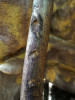 Ukázka jamek v kůře strom které vytváří kosman bělovousý (Callithrix jacchus). Foto E. Dušková
