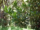 Havajské ostrovy jsou jednou z nejzasaženějších oblastí rostlinnými invazemi, na lávových příkrovech se prosazuje dřevina voskovník makaronéský (Morella faya) původem z Makaronéských ostrovů. Foto P. Pyšek
