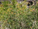 Středoamerická libora proměnlivá (Lantana camara) je vůbec  nejrozšířenějším invazním druhem  na světě. Foto P. Pyšek