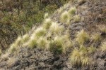 Havajské ostrovy jsou jednou z nejzasaženějších oblastí rostlinnými invazemi, na lávových příkrovech se prosazují druhy různých životních forem, jako je např. africká tráva dochan setý  (Pennisetum setaceum). Foto P. Pyšek