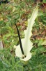 Bílá forma drakovce obecného  (Dracunculus vulgaris)