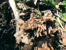 Hlístník hnízdák (Neottia nidus-avis) – orchidej s krátkými silnými kořeny v útvaru podobném hnízdu. Tyto kořeny kolonizují houby řádu pokrytkotvaré (Sebacinales), jež zároveň tvoří myko­rhizu s okolními stromy. Foto M.-A. Selosse