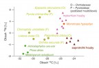 Při studiu mykoheterotrofie a mixo­trofie se využívají stabilní izotopy uhlíku (13C) a dusíku (15N). V grafu lze vidět  přibližný obsah 13C a 15N autotrofních rostlin s C3 metabolismem fotosyntézy (zeleně). Přestože ektomykorhizní houby (růžově) získávají část, nebo i veškerý uhlík od fotosyntetizujících rostlin s C3 metabolismem, obsahují oproti nim  přibližně o 6 ‰ více 13C ; naopak rostliny získávající velkou část dusíku  od mykorhizních hub jsou obsahem 15N chudší. V mutualistické ektomykorhizní symbióze tedy dochází při výměně látek ke změně izotopového složení (zatím neznámým mechanismem). Nezelené mykoheterotrofní rostliny (zde hnilák smrkový – Monotropa hypopitys,  oranžově) se obsahem stabilních izotopů velmi podobají ektomykorhizním  houbám, které pro ně představují zřejmě jediný zdroj všech živin a na nichž v podstatě parazitují. Mixotrofové (světle zeleně) pak mají hodnoty 13C mezi autotrofními a mykoheterotrofními rostlinami v závislosti na podílu autotrofního uhlíku v biomase; tato hodnota se také může lišit podle světelných podmínek. Variabilita v 15N u mixotrofů není plně objasněna, ale může být způsobena různorodostí jejich symbiontů – mohou se pojit jak výlučně s ektomykorhizními houbami, tak s ektomykorhizními a saprotrofními houbami zároveň. Orig. M.-A. Selosse