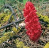 Nezelený, plně mykoheterotrofní druh Sarcodes sanguinea z čeledi vřesovcovitých (Ericaceae) roste v Severní Americe a získává uhlík výlučně od svých mykorhizních hub z rodu kořenovec (Rhizopogon), které tvoří mykorhizu i s okolními jehličnany. Foto V. Merckx