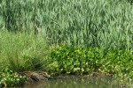 Dáblík bahenní (Calla palustris) je zástupcem vodních árónovitých, který roste ve volné přírodě i u nás. Vyhledává mělké, klidné, mírně přistíněné stojaté vody. Vyskytuje se poměrně vzácně, protože jeho přirozených stanovišť v přírodě ubývá. Je zákonem chráněný v kategorii ohrožených druhů. Foto P. sekerka