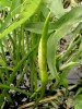 Peltandra virginica má květenství nenápadné, schované mezi střelovitými listy. Pestíkové květy jsou ve spodní části květenství, mají zřetelné zbytky okvětí podobně jako prašníkové květy v horní části palice. Pestíkové květy  rozkvétají jako první. V tomto období toulec vydává chemické atraktanty,  které lákají samice zelenušek ke kladení vajíček. Protože dospělé zelenušky se živí pylem, samice přenesou pyl na nově rozkvetlou rostlinu a dochází k opylení. Larvy zelenušek se živí odumírající  prašníkovou částí květenství. Foto P. Sekerka