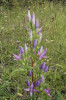 Hořeček nahořklý pravý (Gentianella amarella subsp. amarella) najdeme nejblíže také ve 2 km vzdálené polské přírodní rezervaci Storczykowa hałda. Foto W. Giża