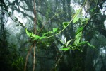 Několikametrová liána L. patens se vyskytuje v Ekvádoru, Kolumbii a Venezuele.