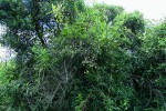 Výskyt širokolisté liány L. cuencanus je omezen na horský les jižního Ekvádoru.