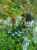 Z polštářovitého porostu jitrocele tuhého (Plantago rigida) vyrůstají modré květy hořců, červeně kvetoucí Castilleja (zárazovité – Orobanchaceae) a Culcitium nivale se sivými listy. V pozadí rostou  bělokvěté hořečky.