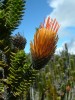Hvězdnicovitý keř Chuquiraga jussieui je jednou z dominant vegetace párama  na západní straně Antisany. Populace zde kvete po celý rok. Foto P. Macek