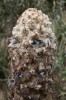 Květy druhu Puya clava-herculis  jsou ukryty v hustém odění trichomů, které účinně zpomalují jejich noční  ochlazování. Foto P. Sklenář