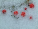 Vzhledem k teplu akumulovanému půdou během dne zažívají přízemní  růžicové rostliny, jako je hořeček  Gentianella rupicola, v noci mírnější  mrazy než keře. Na druhou stranu jejich růst ovlivňuje občasná sněhová pokrývka. Foto P. Macek