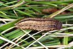 Housenka okáče rudopásného.  Foto poskytnuto se svolením  W. Wagnera (www.pyrgus.de)