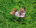 Okáč rudopásný (Erebia euryale) se vyskytuje na loukách při hranici lesa,  na lesních světlinách a mýtinách.  Na těchto lesních enklávách je pro motýly důležitá přítomnost kvetoucích  rostlin, které poskytují nektar pro výživu dospělců, a tenkolistých druhů trav (např. kostřava nízká – Festuca supina nebo smilka tuhá – Nardus stricta),  na jejichž listy kladou samice vajíčka.  Motýli také často hledají útočiště  v blízkosti stromů, kde nacházejí závětří, a večer i při zamračeném počasí se seskupují v porostech vyšších trav nebo brusnice borůvky (Vaccinium myrtillus). Často sají na havezi česnáčkové  (Adenostyles alliariae). Kouty  nad Desnou, Jeseníky. Foto S. Krejčík (www.meloidae.com)