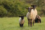 Extenzivní chov ovcí je zásadní pro přežívání řady druhů rostlin a hmyzu, jako je např. saranče vrzavá nebo modrásek černoskvrnný. Foto F. Jaskula