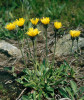 Jestřábníky (Hieracium) je pohoří proslulé. Přes dvě desítky evolučně  drobných druhů a mikrodruhů bylo popsáno jen odsud v minulých desetiletích. Krkonoše jsou tak v centru zájmu evropských botaniků. Foto J. Štursa