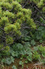 Morušková kleč představuje  svědectví unikátního propojení osudů dvou zcela odlišných druhů v průběhu geohistorického utváření přírodní entity Krkonoš. Borovice kleč (Pinus mugo) a ostružiník moruška (Rubus chamaemorus) připomínají dávné setkání těchto organismů v krkonošské arktoalpínské tundře. Foto J. Štursa