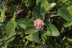 Jeřáb sudetský (Sorbus sudetica) se řadí k pokladům světové biodiverzity. V počtu přibližně 100 keřů je jedním z nejznámějších endemitů Krkonoš. Foto J. Štursa