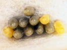 Vaječná snůška slunéčka pestrého. Několik hodin před vylíhnutím se  kutikula larev zbarví melaninem  do černa, což je přes chorion vidět jako zešednutí vajíčka. Tři vajíčka z 11 zůstala žlutá, nebyla tedy nejspíše oplodněna. Foto O. Nedvěd