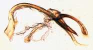 Kopulační orgán slunéčka Psyllobora bisoctonotata. Do samičích pohlavních cest vnikne nejprve střední lalok  (tmavší zašpičatělá část vpravo).  Ten je dutý a prochází jím sifo  (dlouhá, světlejší, na koncích zahnutá část) hluboko do samičích orgánů.  Nástavec (uprostřed dole) a báze sifa (vlevo) jsou napojeny na svalstvo,  které kopulační orgán zasouvá  do samice. Při páření pak dále  nedochází k zasouvání a povytahování kopulačního orgánu, ale slunéčka se vrtí do stran. Foto O. Nedvěd