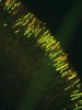 Řez plodnicí vřeckovýtrusné  houby (Ascomycota) ve fluorescenčním mikroskopu  (obr. 2). Zvětšení 200×. Fluoreskují askospory (pohlavně vznikající výtrusy, ve vřecku jich bývá 8), které obsahují sporopolenin schopný autofluorescence po osvícení krátkovlnným zářením 480 nm.