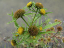 Dvouzubec paprsčitý (Bidens radiatus) bývá v pozdním létě jedním  z hlavních druhů vegetace v bahnitých  zátokách a kolem přítoků do rybníka.  Foto K. Šumberová