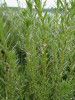 Kyprej yzopolistý (Lythrum hyssopifolia) – detail kvetoucích rostlin.  Foto K. Šumberová