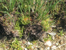 Zdrojovka rolní (Montia arvensis) na erozí obnaženém kořenovém systému ostřice štíhlé (Carex acuta) při severním pobřeží Dehtáře.  Foto K. Šumberová