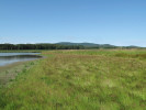 Porost s dominantním psinečkem výběžkatým (Agrostis stolonifera)  na více než rok obnaženém dně Dehtáře v zátoce Babického potoka.  Foto K. Šumberová