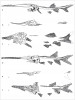 Kostry všech známých druhů fosilních a recentních veslonosů ukazují na nápadnou tvarovou podobnost a všechny nesou společný znak čeledi veslonosovití – hvězdicovité útvary na rostrálních kostech; a – veslonos čínský (Psephurus gladius, recentní, ale novodobě vyhynulý druh, Čína), b – vyhynulý druh Paleopsephurus wilsoni (svrchní křída, Severní Amerika), c – vymřelý Protopsephurus liui (spodní křída, Čína), d – veslonos americký (Polyodon spathula, recentní druh, Severní Amerika), e – vyhynulý Polyodon tuberculata (spodní paleocén, Severní Amerika), f – vymřelý druh Crossopholis magnicaudatus (spodní eocén, Severní Amerika). Nejstarší fosilní zástupce, čínský Protopsephurus, představoval ve své době největší známé sladkovodní rybovité predátory, podobně jako v. čínský. Nápadně jiný je veslonos americký s extrémně prodlouženým rypcem, což souvisí se specifickým způsobem výživy. Na rozdíl od ostatních dravých veslonosů je neobyčejně účinným filtrátorem planktonu. Veslonosovití sdílejí s jesetery také nesouměrnou (heterocerkní) ocasní ploutev. Orig. R. Bošková, upraveno podle: L. Grande a W. E. Bemis (1991) a L. Grande a kol. (2002)