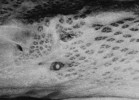 Hvězdicovité kostní útvary uvnitř s otvory uspořádanými do kruhových formací jsou patrné i přes kůži na detailu hlavy veslonosa čínského (Psephurus gladius, ve středu snímku oko této ryby). Upraveno podle: L. Grande a W. E. Bemis (1991)