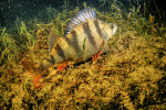 Samice okouna říčního (Perca fluviatilis) zachycená během nočních hodin těsně před odložením jiker.  Foto J. Peterka