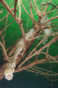 Charakteristická šroubovice jikerného pásu okouna říčního (Perca fluviatilis) zavěšená na zatopené vegetaci dokazuje úspěšné tření tohoto druhu v podmínkách jezera Most. Jezero vzniklo jako projekt rekultivace v místě bývalého hnědouhelného dolu Ležáky. Foto J. Peterka