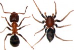 Mikarie pospolitá (vpravo) a její model mravenec lužní (Liometopum microcephalum). Foto S. Pekár