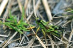 Saranče horská (Miramella alpina), samec. Jde o vzhledově nezaměnitelný světle zelený druh s podélnými černými pruhy na štítu. Zadeček má tmavě skvrnitý, krytky  (první pár křídel) světle hnědé. Zadní stehna jsou černě skvrnitá, s výrazným červeným lemem na spodní straně. Foto K. Kuřavová