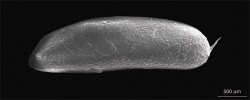 Boční pohled na oválné, plně  nevyvinuté vajíčko saranče horské  ve skenovacím elektronovém mikroskopu (vyjmuto z dospělé samice).  Pravý vrchol s kanálem pro výživu, uchycení a možné zvětšování vajíčka  ve vaječníku samice. Foto K. Kuřavová