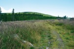 Příklady biotopů saranče horské v chráněné krajinné oblasti Jeseníky. Horská holina (paseka) s porostem různých druhů travin. Foto K. Kuřavová