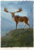 Jeden z největších jelenovitých – veledaněk obrovský (Megaloceros giganteus). Zástupci rodu Megaloceros byli vyzbrojeni mohutným parožím, každý druh s odlišným tvarem. Veledaněk obrovský přežívá až do holocénu a vymírá teprve před 7,7–7,6 tisíce let. Orig. P. Modlitba (2023)