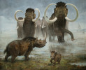 Nejtypičtější zástupci příledovcové stepi severní polokoule – mamut srstnatý (Mammuthus primigenius) a nosorožec srstnatý (Coelodonta antiquitatis). Podobně jako dnešní sloni migrovali mamuti ve stádech složených ze samic a mláďat. Velcí samci žili samostatně. Srstnatí nosorožci se nejspíše nezdržovali ve velkých skupinách. Tento druh mohl vážit až dvě tuny a rohy samců mohly být metr a půl dlouhé. Orig. P. Modlitba (2019)