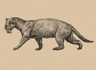 Rekonstrukce pravděpodobného vzhledu šavlozubého predátora Thylacosmilus atrox  (infratřída Metatheria, řád Sparassodonta)  ze svrchního miocénu až spodního pliocénu Argentiny. Tento savec náležel do skupiny  sesterské dnešním  vačnatcům (nadřád Marsupialia), která se endemicky vyskytovala v Jižní Americe,  kde její zástupci plnili ekologickou úlohu  šelem. Dosahoval  velikosti jaguára (Panthera onca)  a vyznačoval se  robustním tělem  s relativně krátkými končetinami.   Upraveno podle:  M. Antón (2013), orig. M. Chumchalová