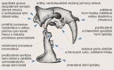 Lebka severoamerické šelmy  Eusmilus sicarius (Hoplophoneinae, Nimravidae) demonstrující typické, vysoce odvozené znaky šavlozubé  adaptace, do různé míry sdílené většinou jejích nositelů napříč skupinami. Kresba M. Chumchalová