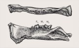 Dolní čelist kreodonta (prašelmy) druhu Apataelurus kayi (podčeleď Machaeroidinae, čeleď Oxyaenidae, řád Creodonta) ze středního eocénu Severní Ameriky vykazuje všechny charakteristické znaky poměrně pokročilého rozvoje šavlozubosti (zejména redukovaný  processus coronoideus a protáhlý  výběžek na okraji dolní čelisti). Kresba M. Chumchalová