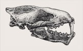 Lebka kreodonta druhu Machaeroides  eothen (podčeleď Machaeroidinae,  čeleď Oxyaenidae), primitivnější  formy s méně rozvinutými znaky  šavlozubé adaptace. Střední eocén Severní Ameriky. Kresba M. Chumchalová