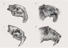 Lebka a rekonstrukce vzhledu hlavy vačnatého šavlozubého predátora Thylacosmilus atrox (a, b) z řádu Sparassodonta (podčeleď Thylacosmilinae, čeleď  Borhyaenidae), ze svrchního miocénu  až spodního pliocénu Jižní Ameriky,  a kočkovité šelmy Smilodon fatalis (c, d) z podčeledi Machairodontinae (Felidae, Carnivora) ze středního až svrchního pleistocénu Severní Ameriky. Kresba M. Chumchalová